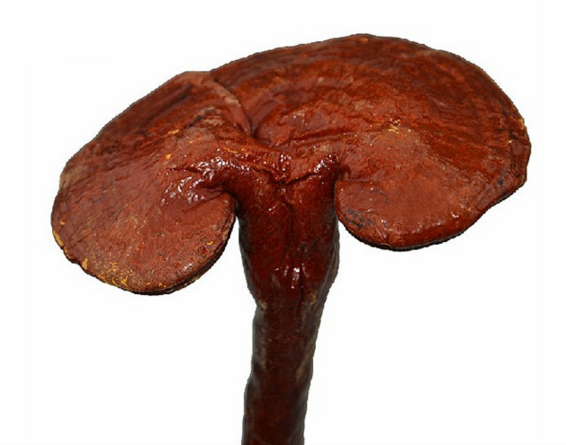 Ganoderma lucidum lingzhi Pure Power Reishi Mushroom